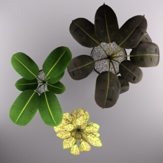 3d модель Декоративные растения